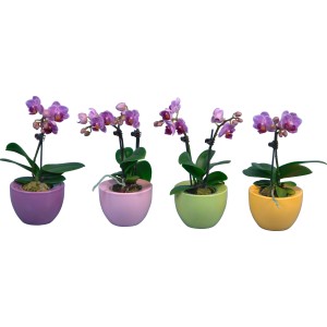 Mini-metuljasta orhideja 2 cvetni stebli v keramični posodici Ufo Phalaenopsis