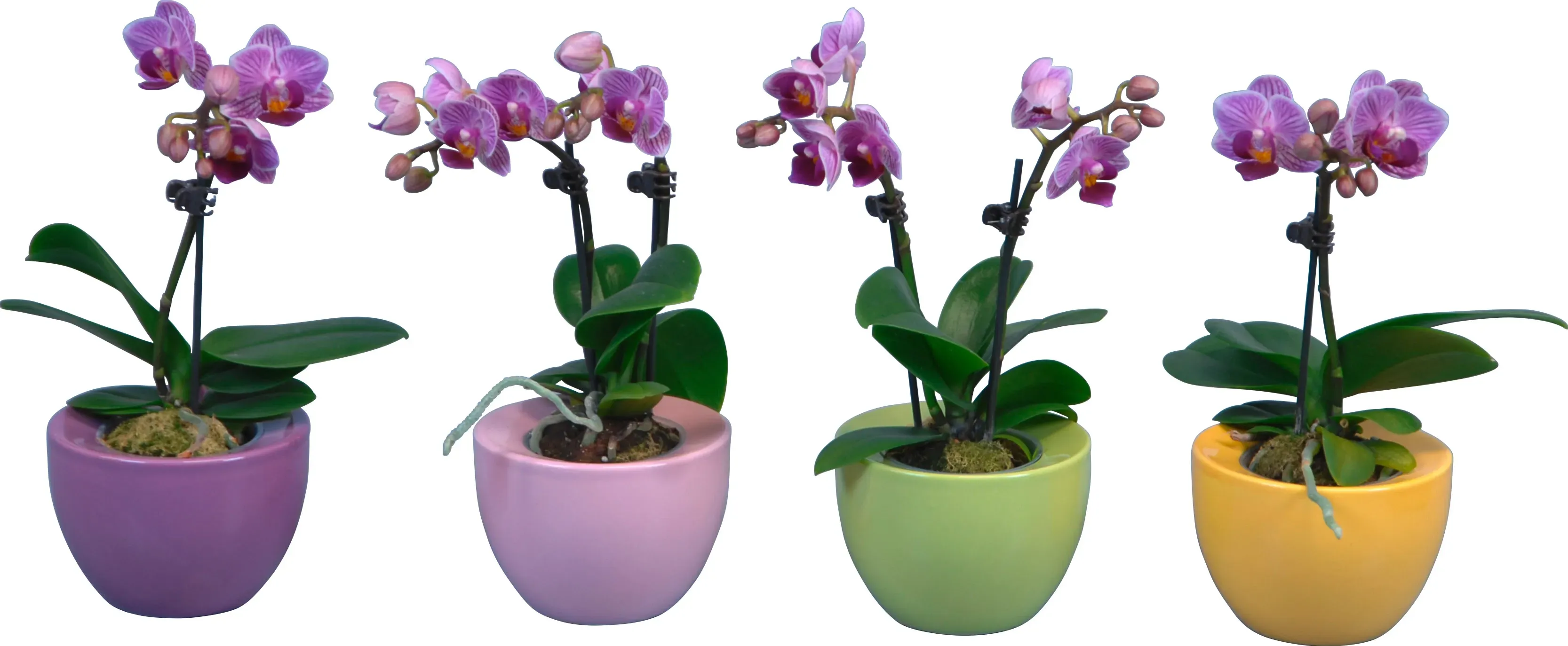 Mini-metuljasta orhideja 2 cvetni stebli v keramični posodici Ufo Phalaenopsis