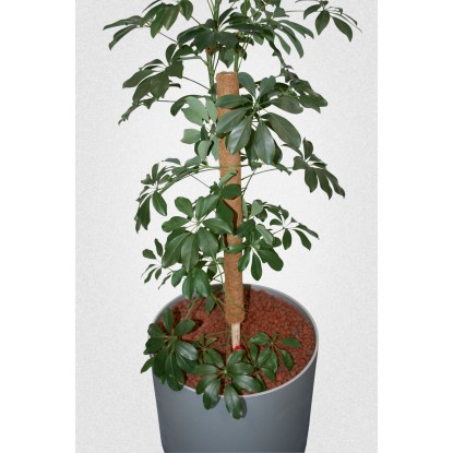 Kokosova palica 80 cm