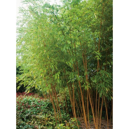 OBI Zlazi bambus Ø lonca pribl. 26 cm Phyllostachys