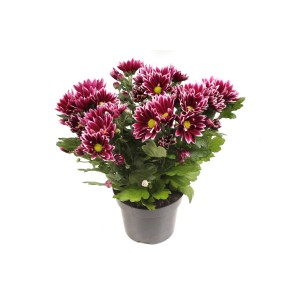 Krizantema "Ciao" višine 20-30 cm Ø lončka 12 cm Chrysanthemum indicum