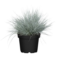 GROW by OBI Sinja bilnica Cool as Ice Ø lonca pribl. 19 cm Festuca glauca